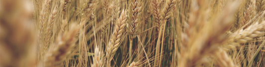 Punjab Wheat Farmers Gain Freedom to Set Market Prices Under New Policy
