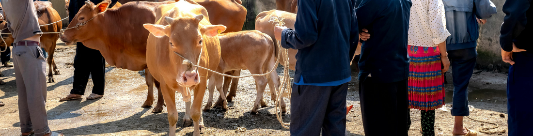 Eid ul Azha 2025: Skyrocketing Livestock Prices Leave Buyers Struggling