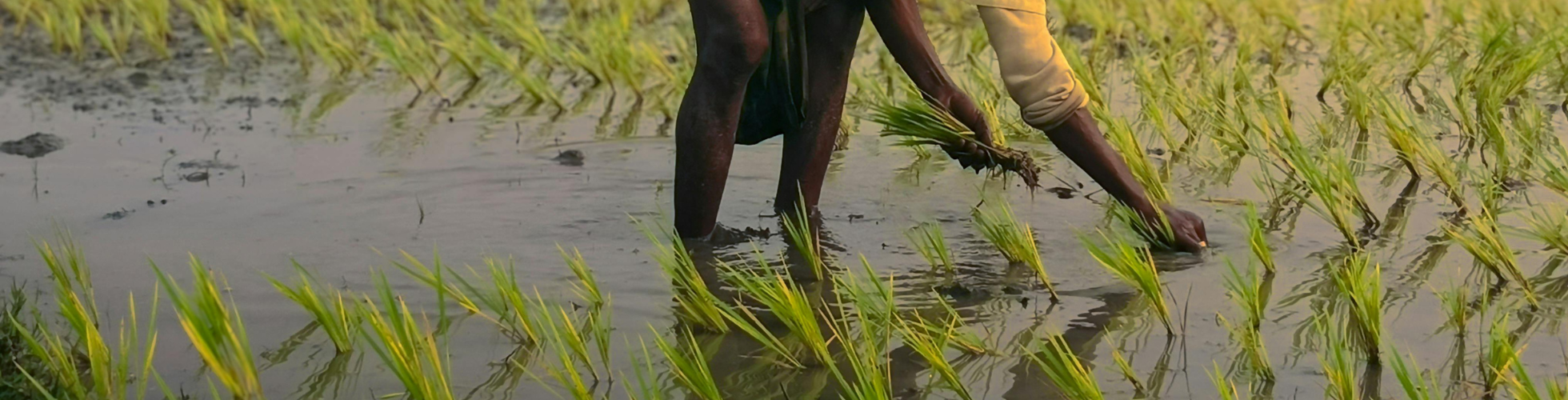 Govt Mulls Loan Relief for Flood-Hit Farmers, Eyes Climate-Resilient Reforms