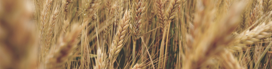 Punjab Wheat Farmers Gain Freedom to Set Market Prices Under New Policy