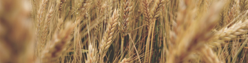 Punjab Wheat Farmers Gain Freedom to Set Market Prices Under New Policy