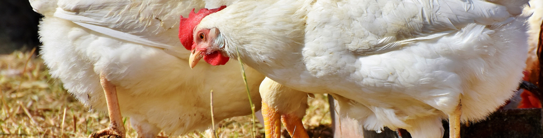 New Tax on Day-Old Chicks Sparks Concern Over Rising Chicken Prices