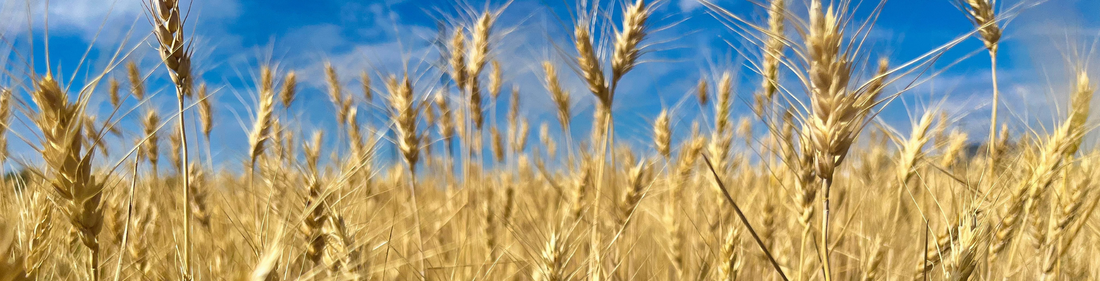 Government Declares No Wheat Imports for 2025