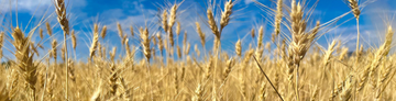 Government Declares No Wheat Imports for 2025