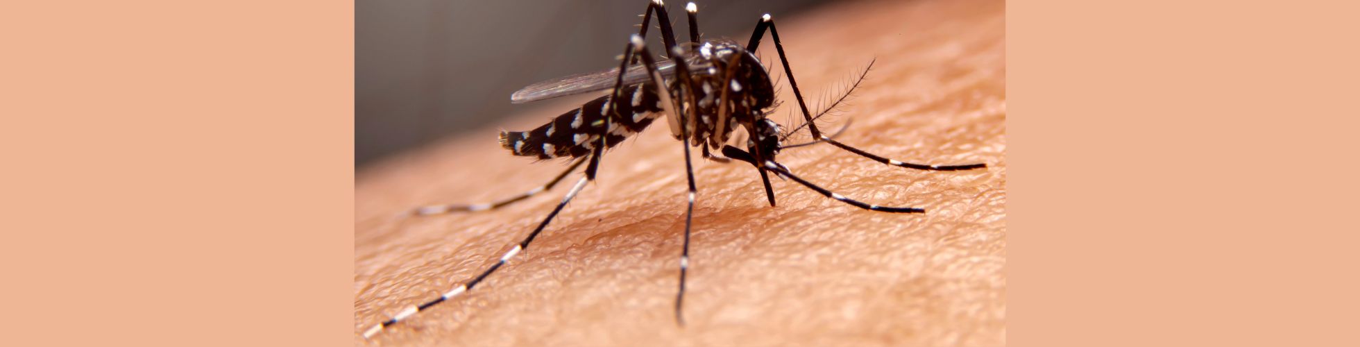 NIH Alerts Public to Possible Dengue Outbreak Following Heavy Rains