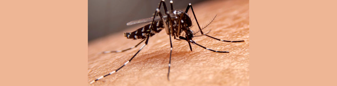 NIH Alerts Public to Possible Dengue Outbreak Following Heavy Rains