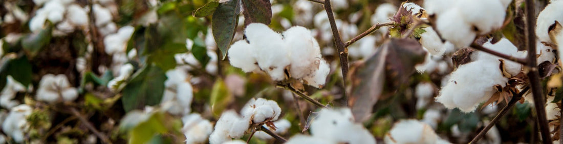 FBR Slaps 18% Sales Tax on Key Cotton Imports, Reworks Export Facilitation Scheme