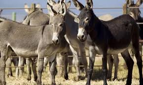 Pakistan Launches First Donkey Meat Processing Plant for Exports to China