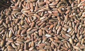 Pakistani Pine Nuts Exports to China Skyrocket by 128% in 2024